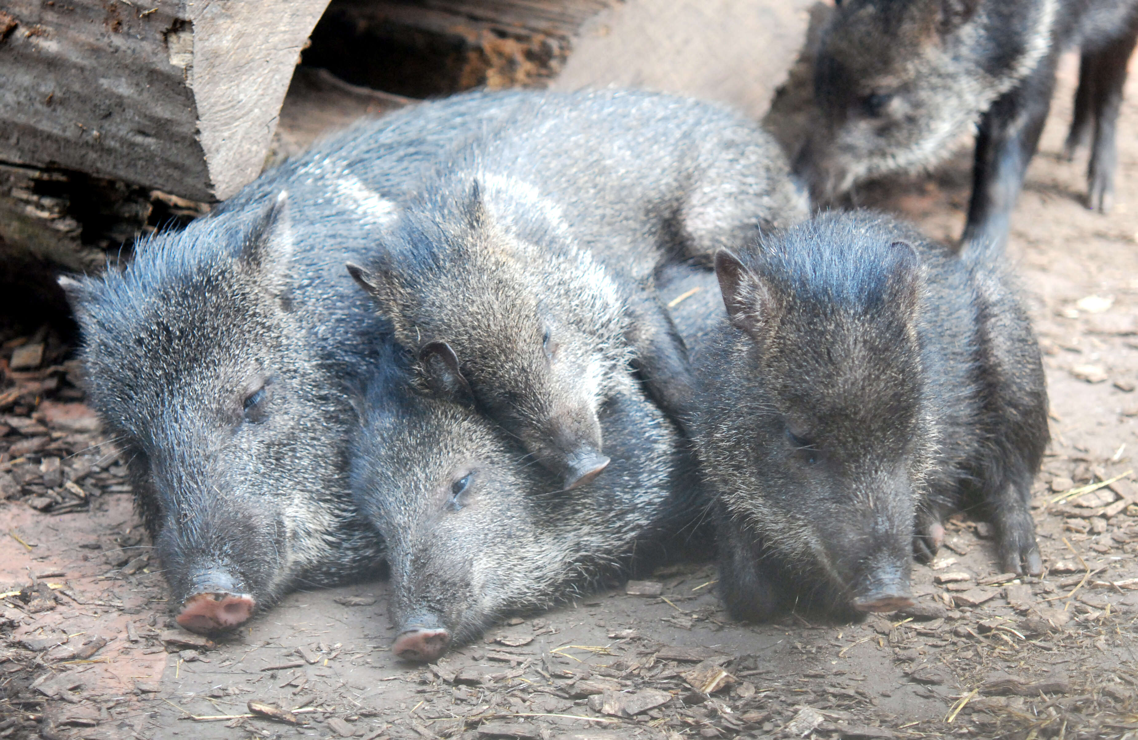 Image of peccaries