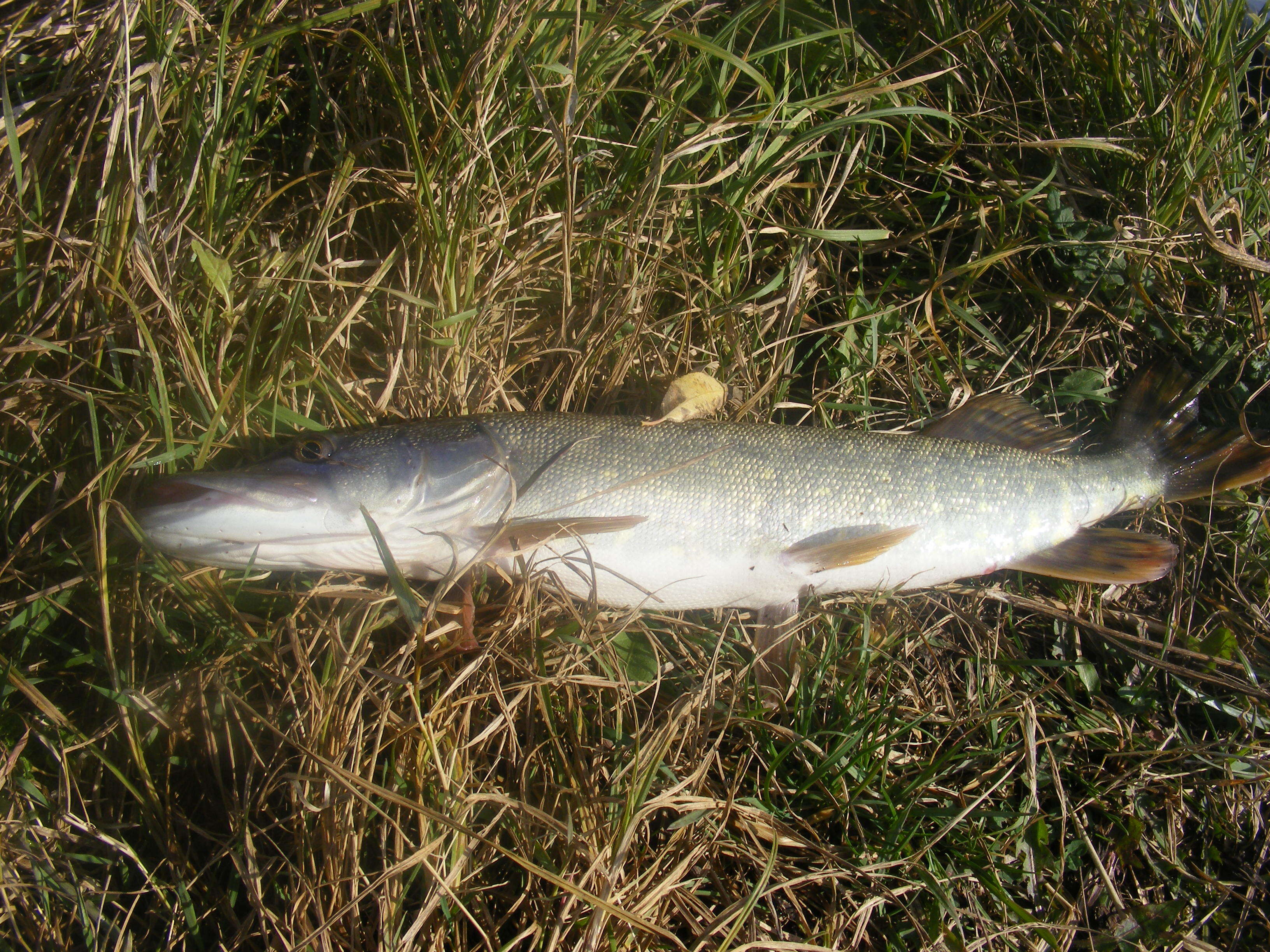 Image of Northern pike