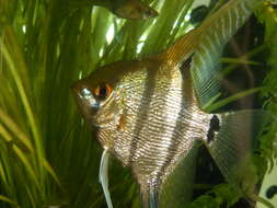 Image of freshwater angelfish