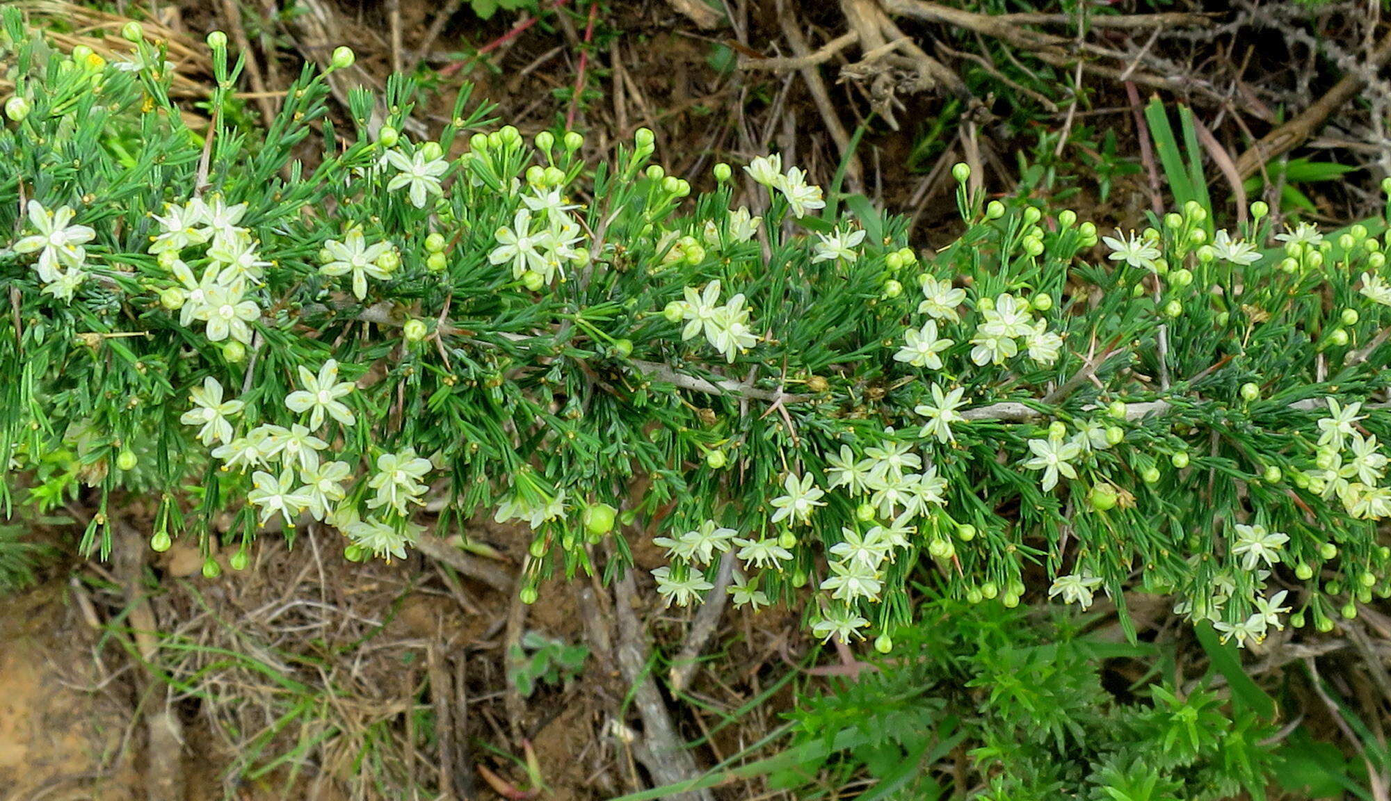 Image of Asparagus burchellii Baker