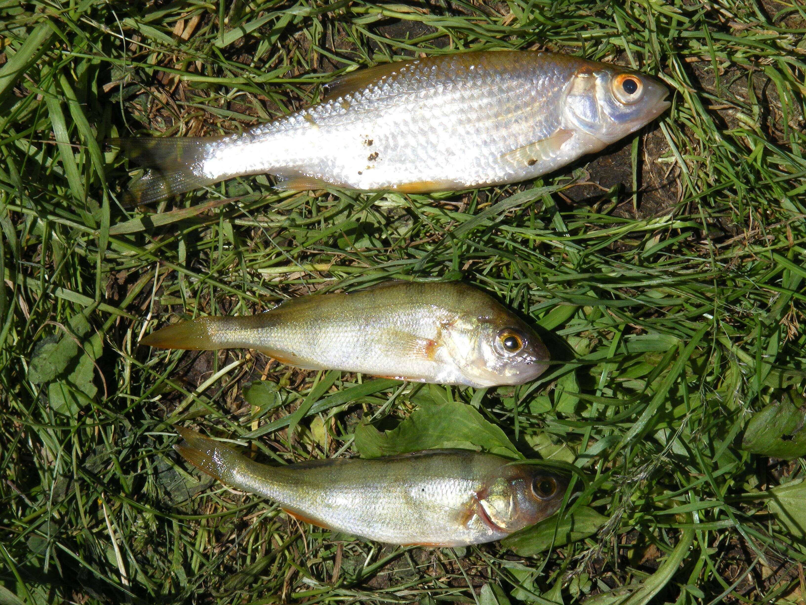 Image of Perch