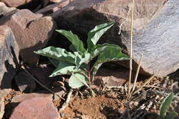 Image de Raphionacme namibiana H. J. T. Venter & R. L. Verhoeven