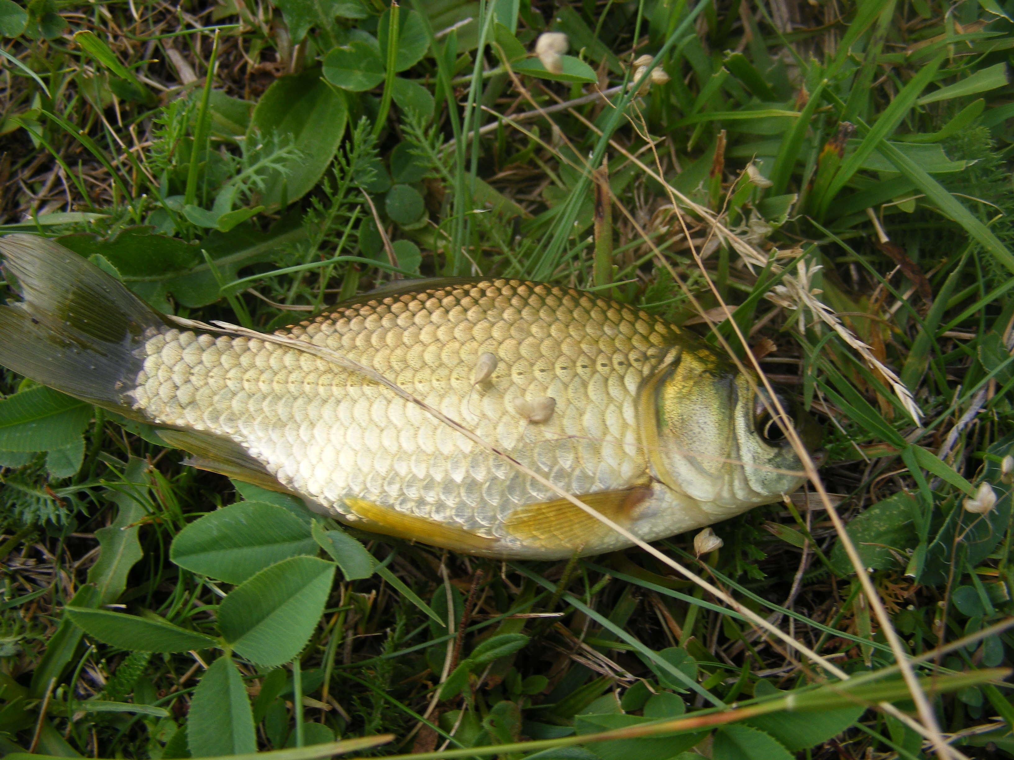 Image of Crucian Carp