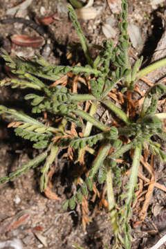 Image of Erigeron cardaminifolius (Kunth) Wedd.