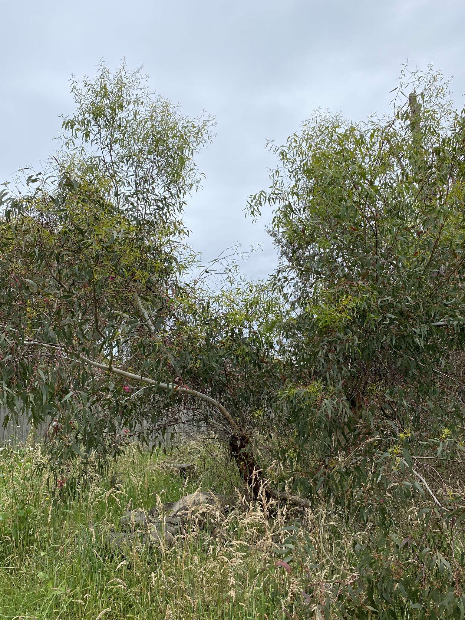 Image de Eucalyptus leucoxylon subsp. megalocarpa D. J. Boland