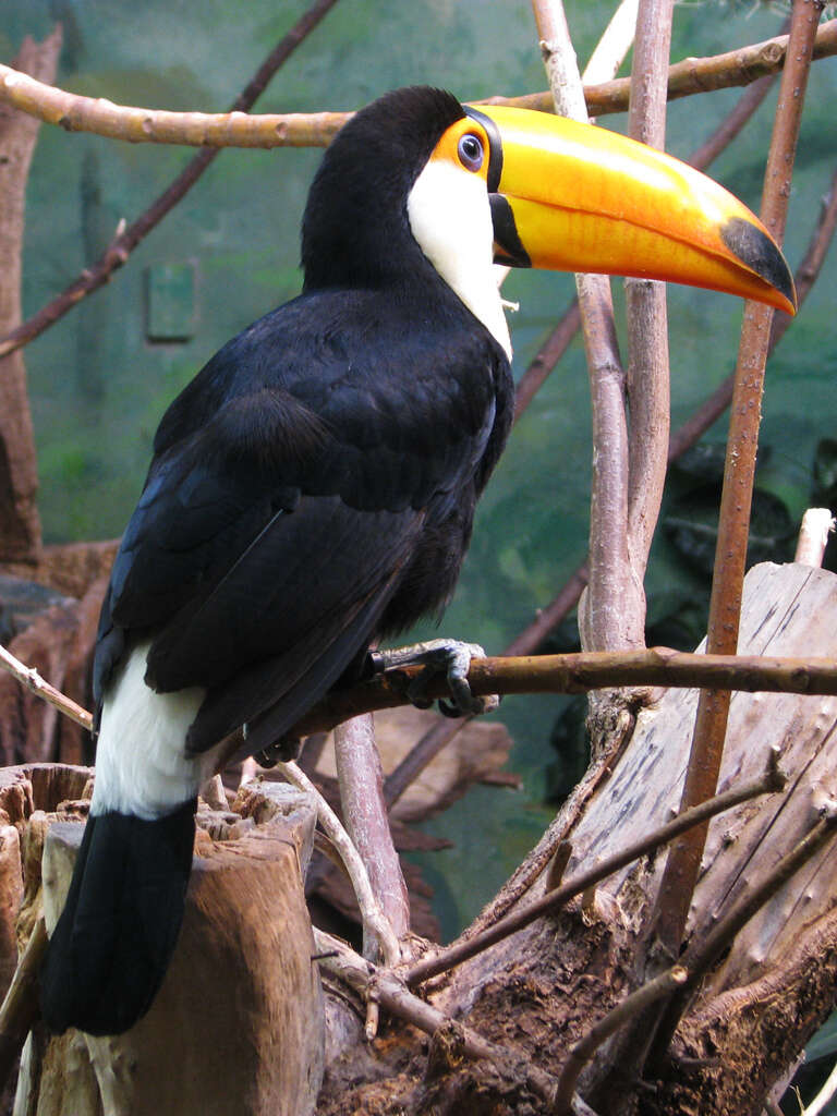 Image of toucans