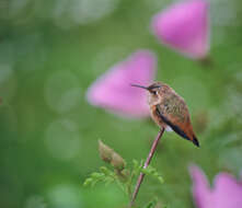 Image of Allen's Hummingbird