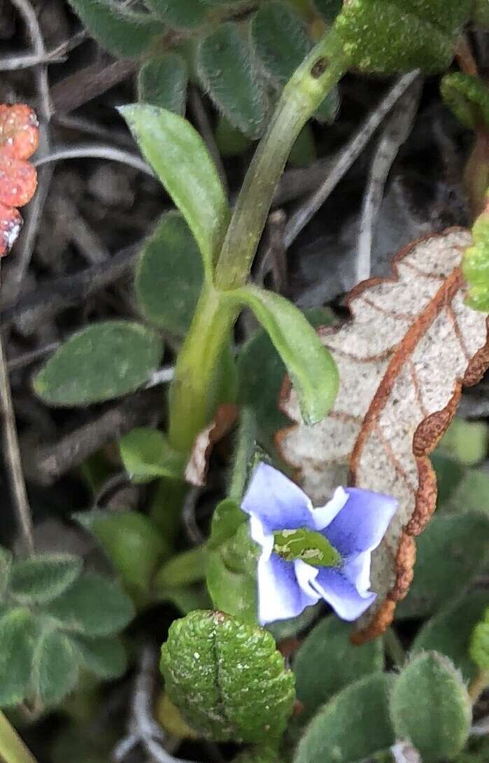 Plancia ëd Gentiana prostrata Haenke