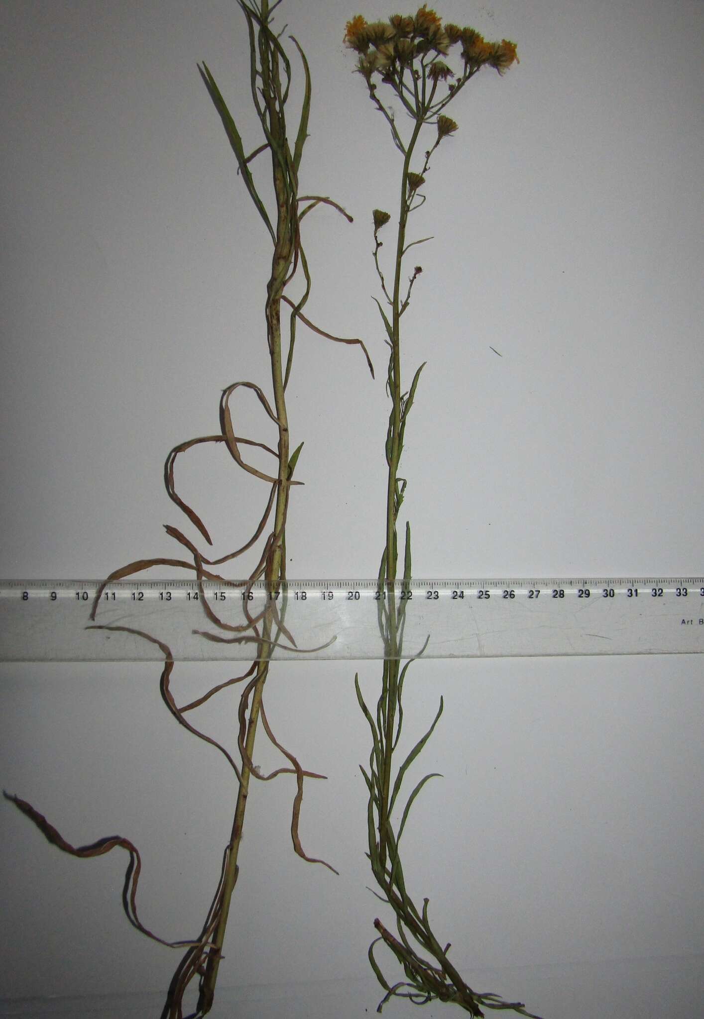 Image of Hieracium umbellatum subsp. filifolium (Üksip) Tzvel.