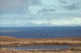 Plancia ëd Branta hutchinsii leucopareia (Brandt & JF 1836)