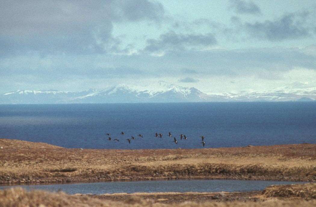 Plancia ëd Branta hutchinsii leucopareia (Brandt & JF 1836)