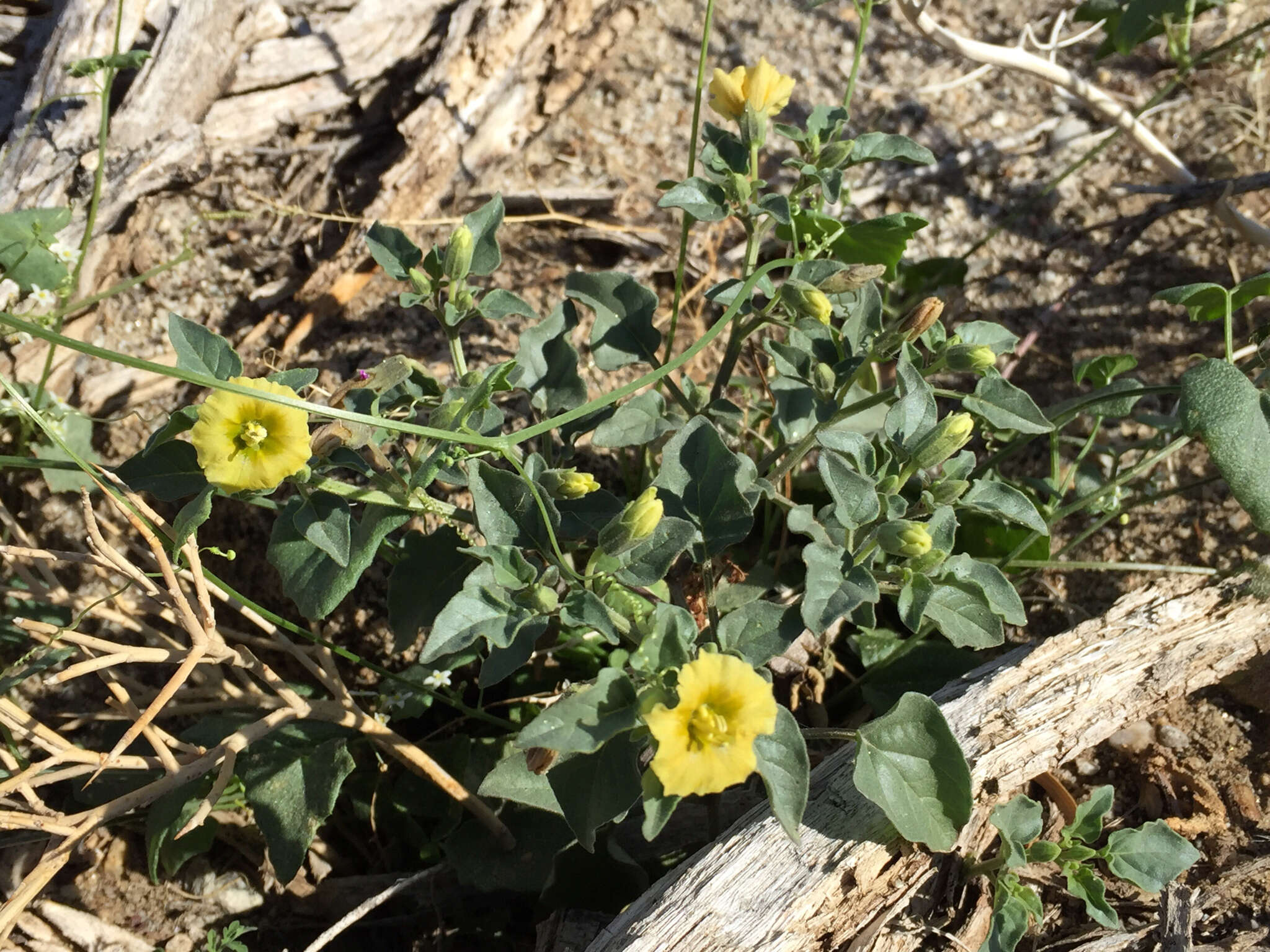 Image of yellow nightshade groundcherry