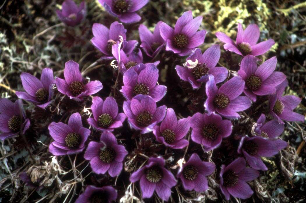 Anemone drummondii S. Wats. resmi