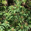 Image de Euphorbia mellifera Aiton