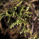 Image of Senegalia hereroensis (Engl.) Kyal. & Boatwr.