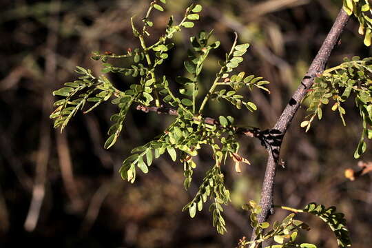 Image of Senegalia hereroensis (Engl.) Kyal. & Boatwr.