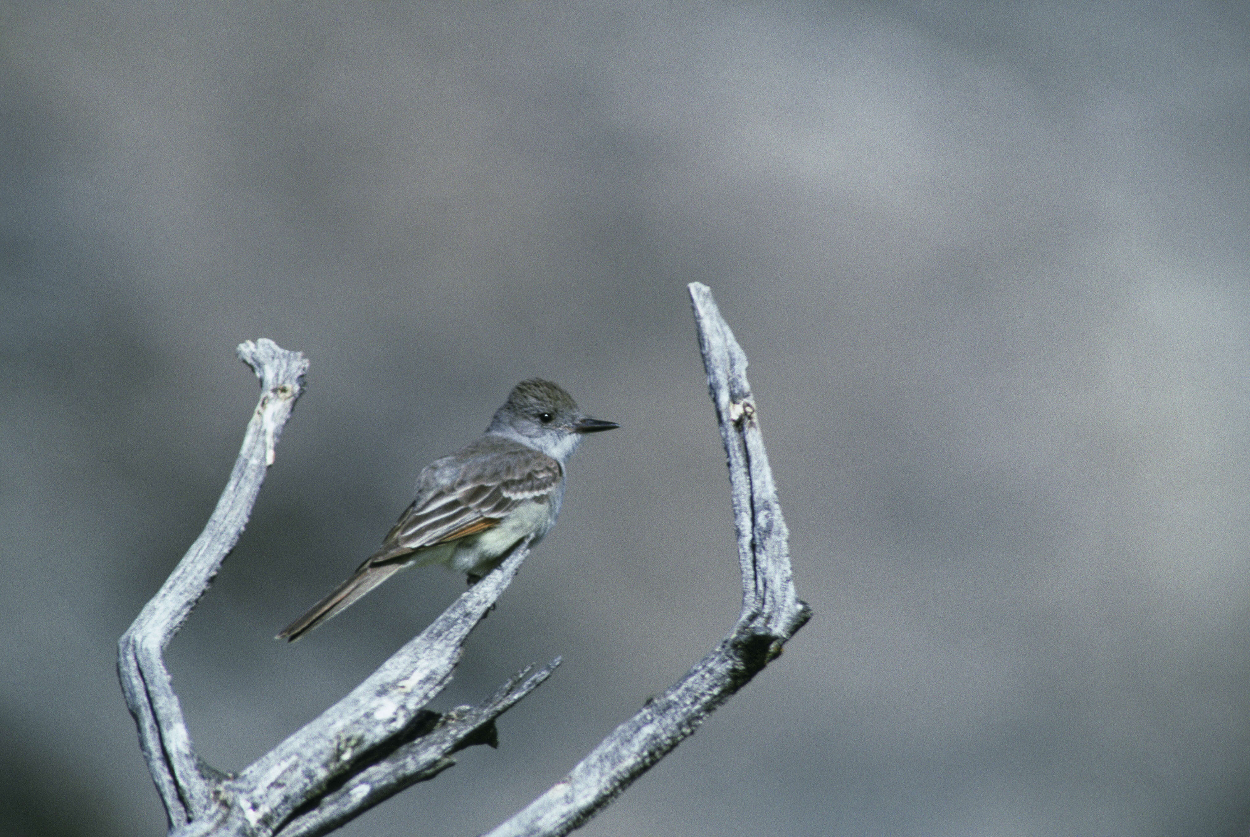 Image of Ash-throated Flycatcher