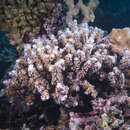 Image of Scalpel Coral