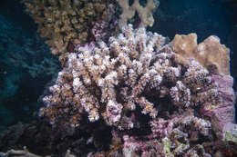 Image of Scalpel Coral