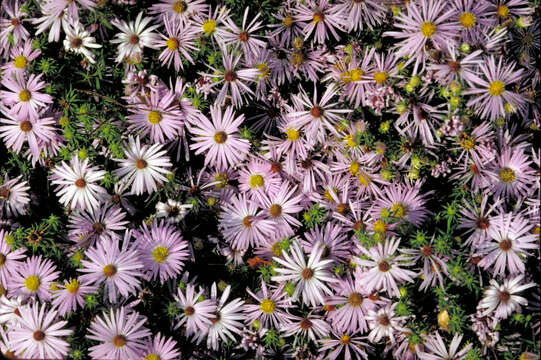 Image of aromatic aster