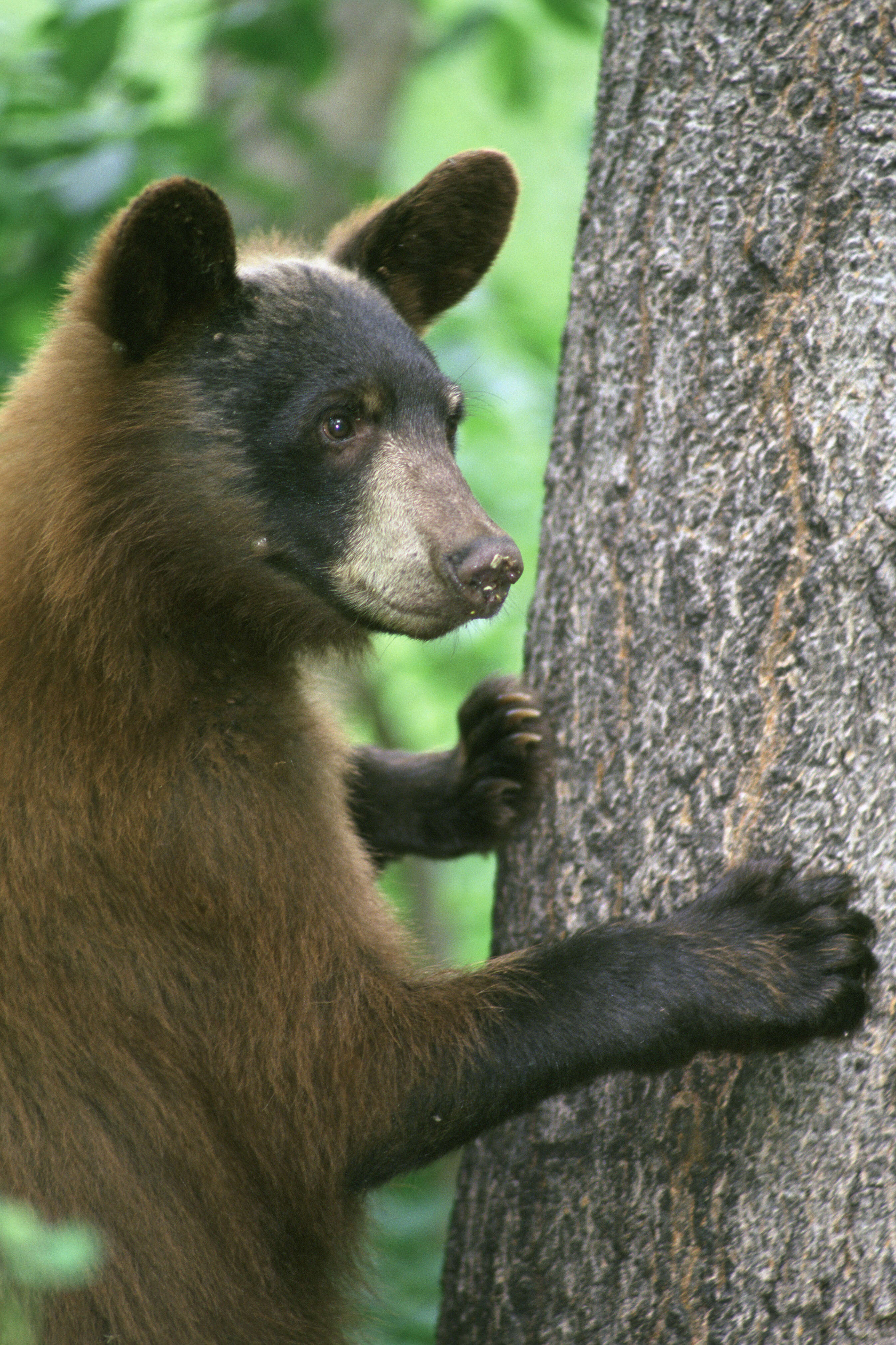 Image of Cinnamon bear