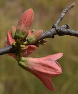 Imagem de Brachychiton chillagoensis G. P. Guymer