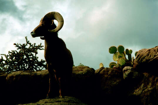 Image of Desert bighorn sheep