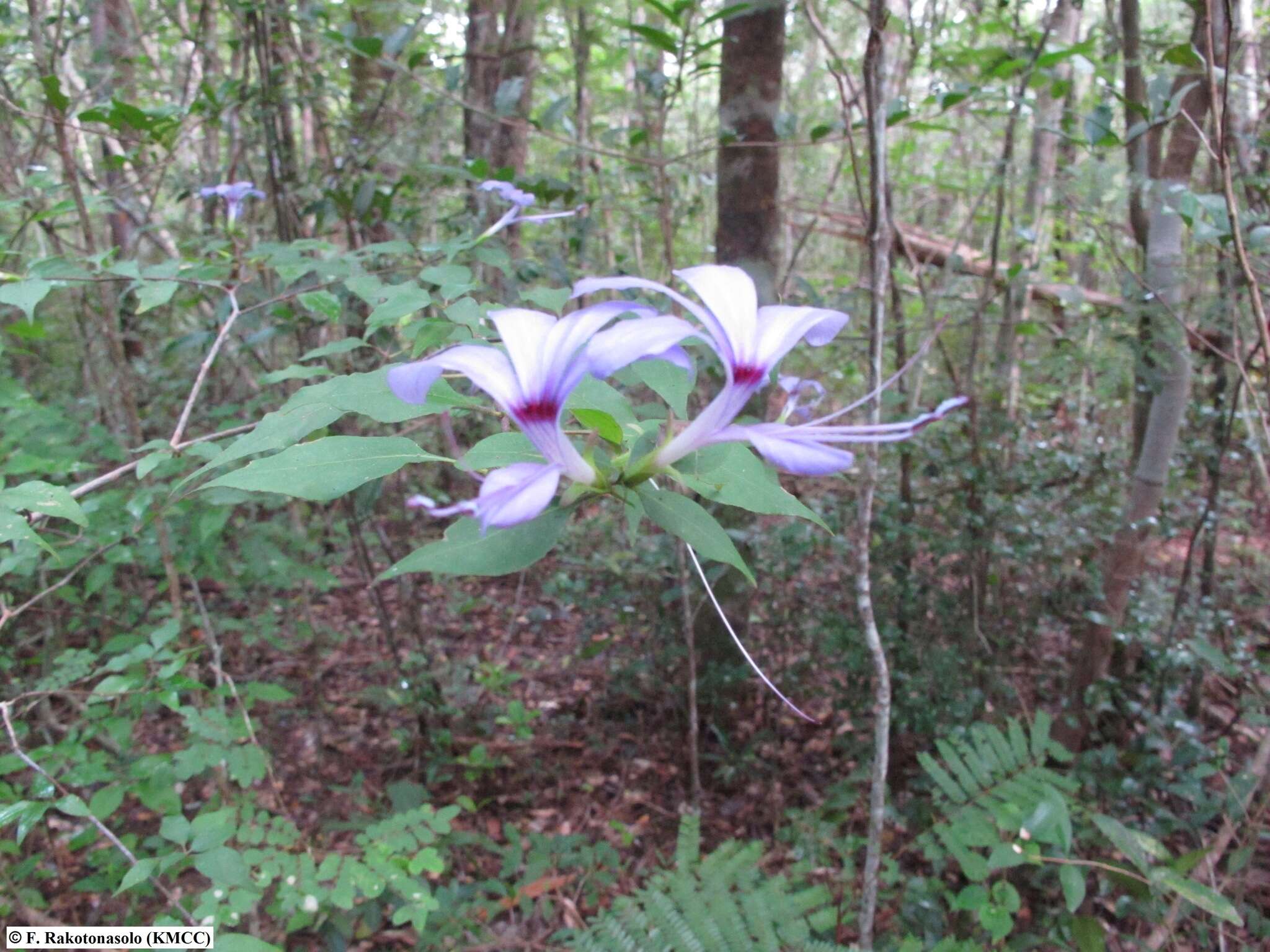 صورة Barleria phillyreifolia Baker