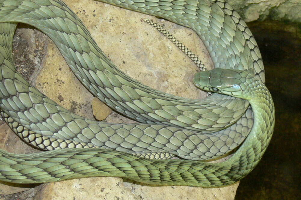 Image of Western Green Mamba