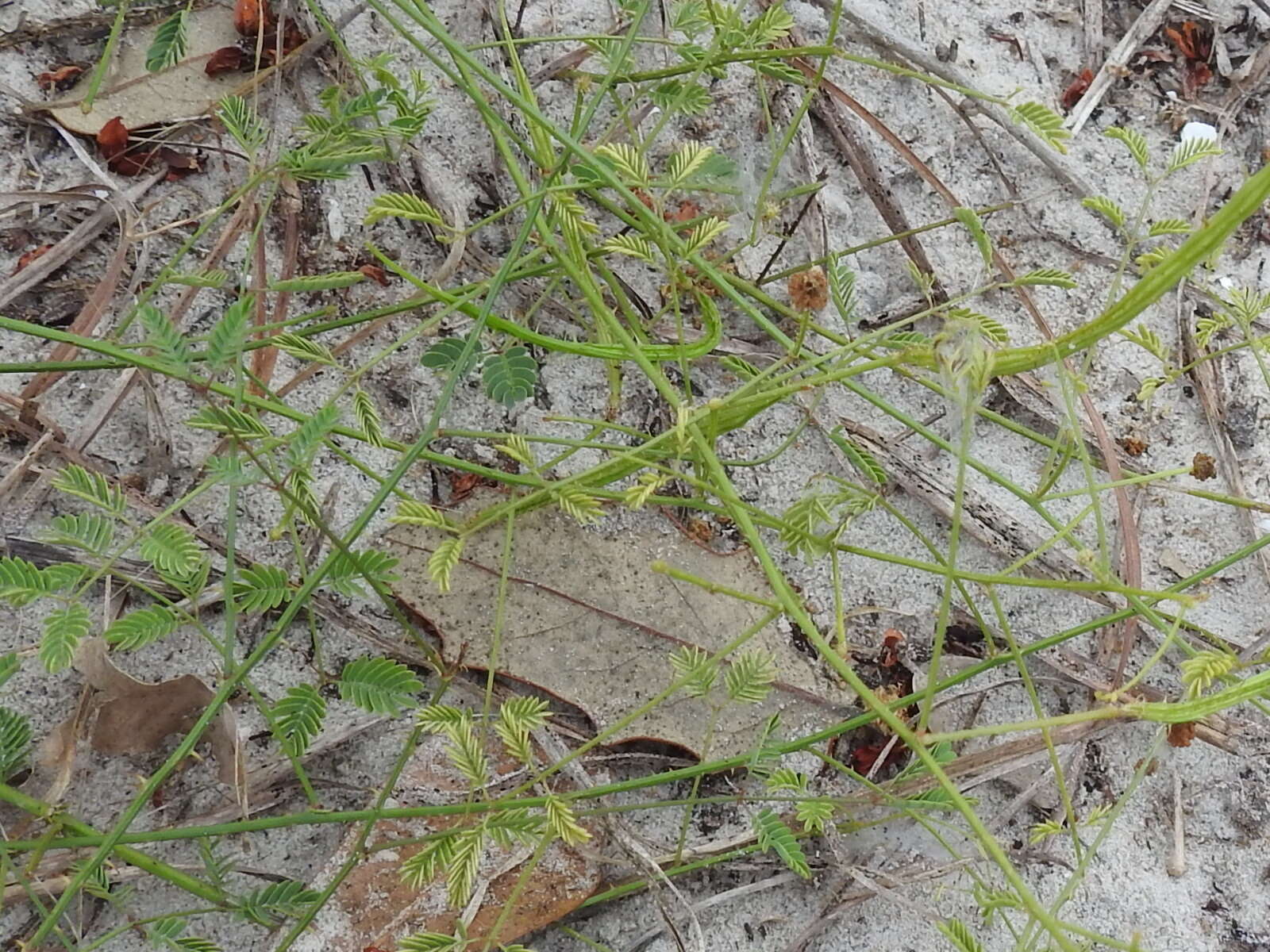 Mimosa quadrivalvis var. latidens (Small) Barneby的圖片