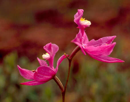 Image of tuberous grasspink