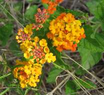 Image of West Indian Shrub-Verbena