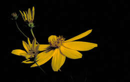 صورة Coreopsis major Walt.