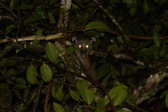 Image of small-toothed palm civet