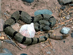 Image of Rock Rattlesnake