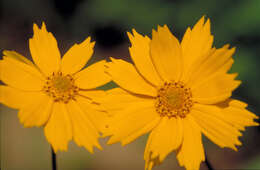 Image de Coreopsis