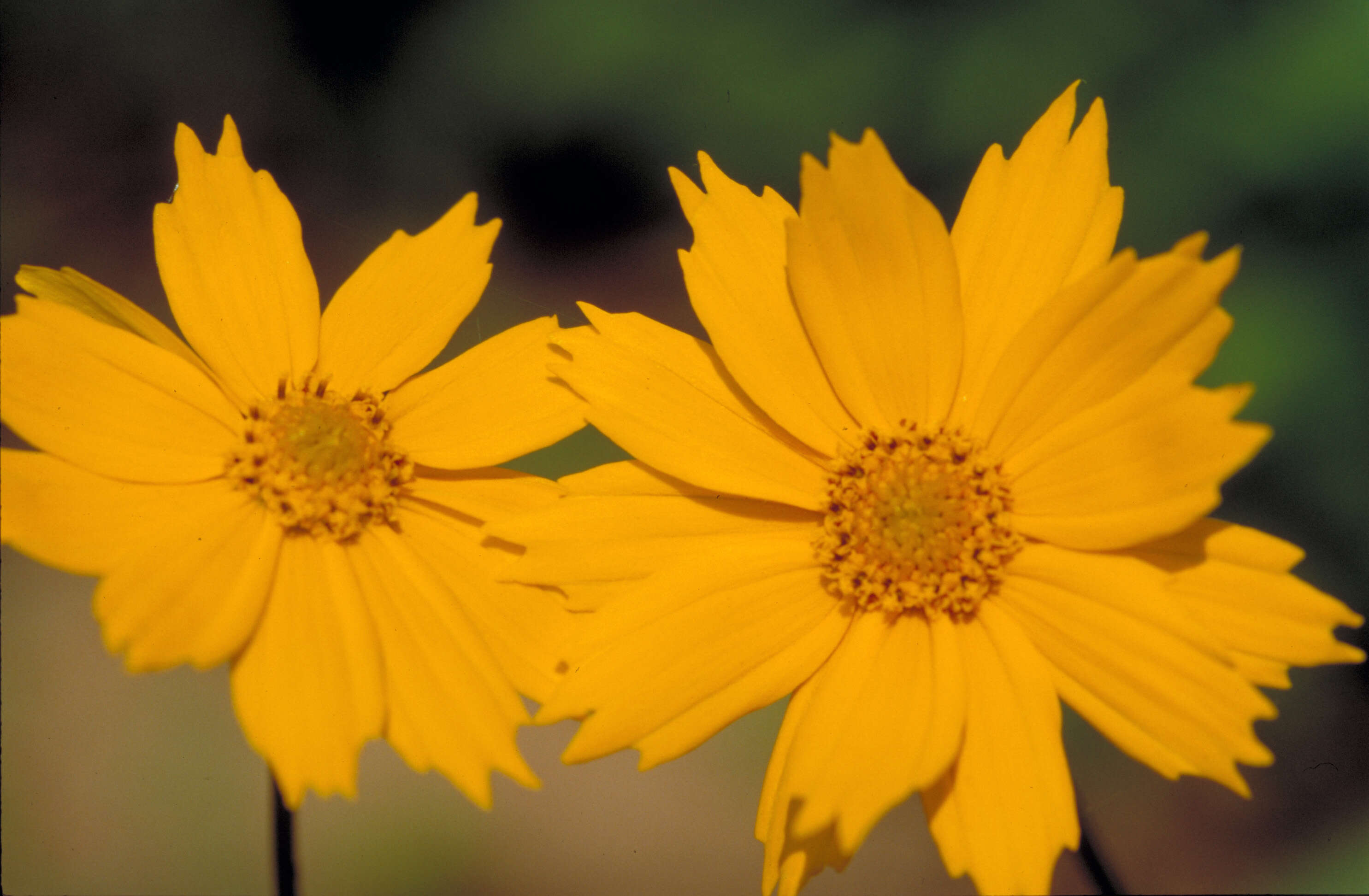 Image de Coreopsis