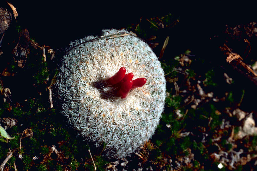 Image of Button Cactus