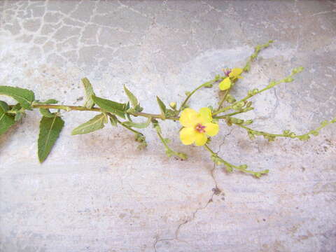 Imagem de Verbascum blattaria L.