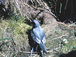Image of Fork-tailed Storm Petrel