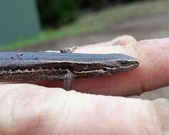 Image de Oligosoma polychroma (Patterson & Daugherty 1990)