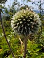 Image of Echinops sphaerocephalus subsp. albidus (Boiss. & Spruner) Kozuharov