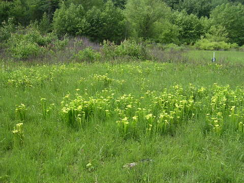 Image of Green Pitcherplant