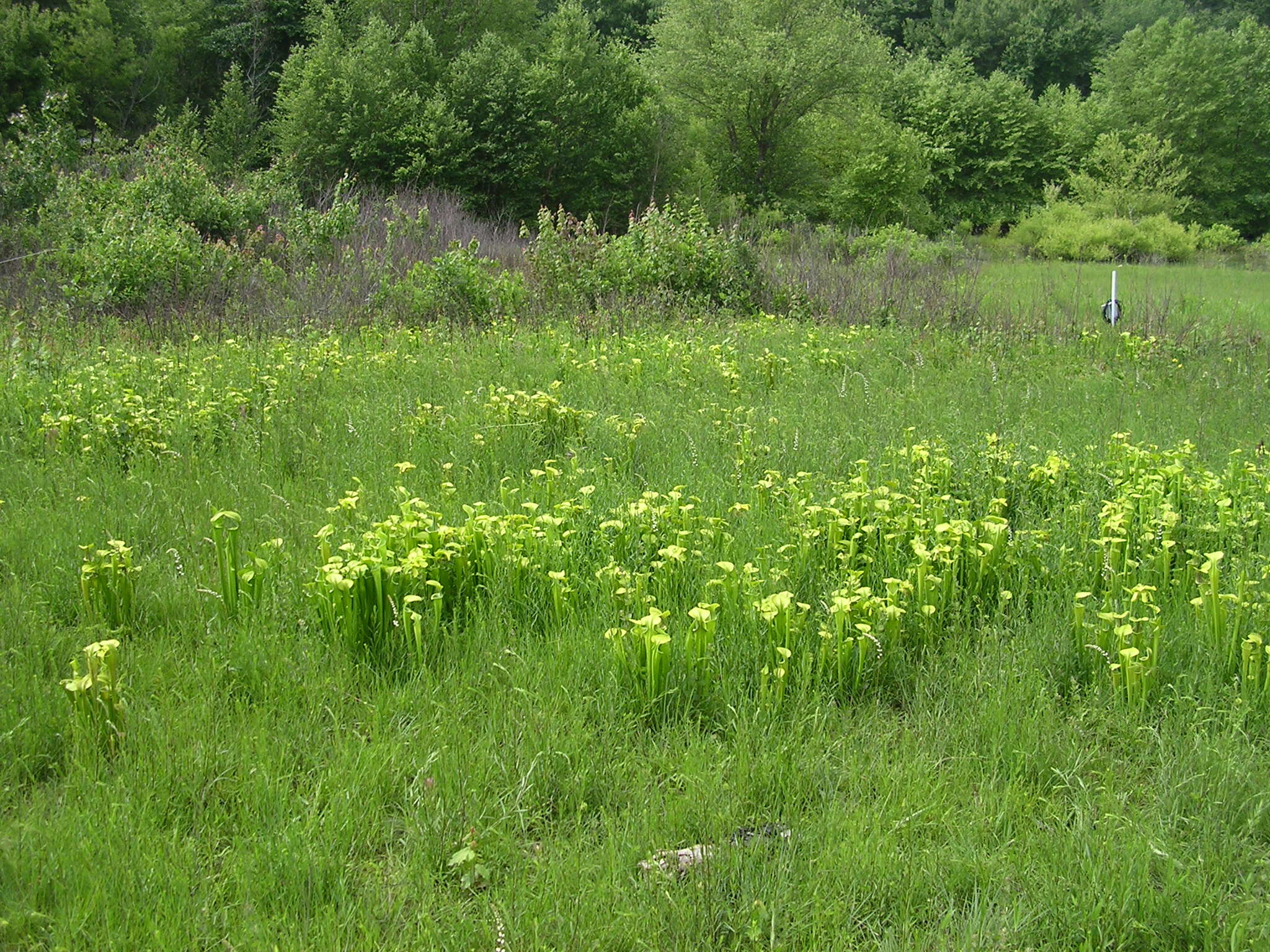 Image of Green Pitcherplant