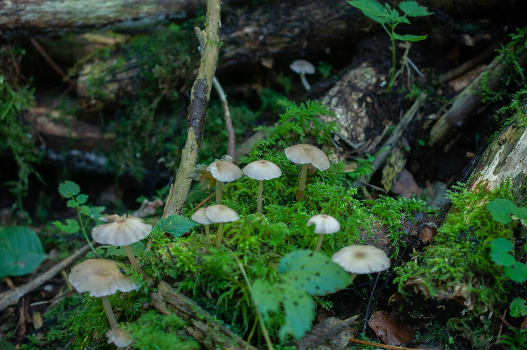 Image of Clitocybula lacerata (Scop.) Métrod 1952