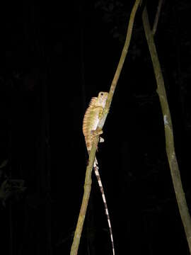 Image of Blue-eyed Anglehead Lizard