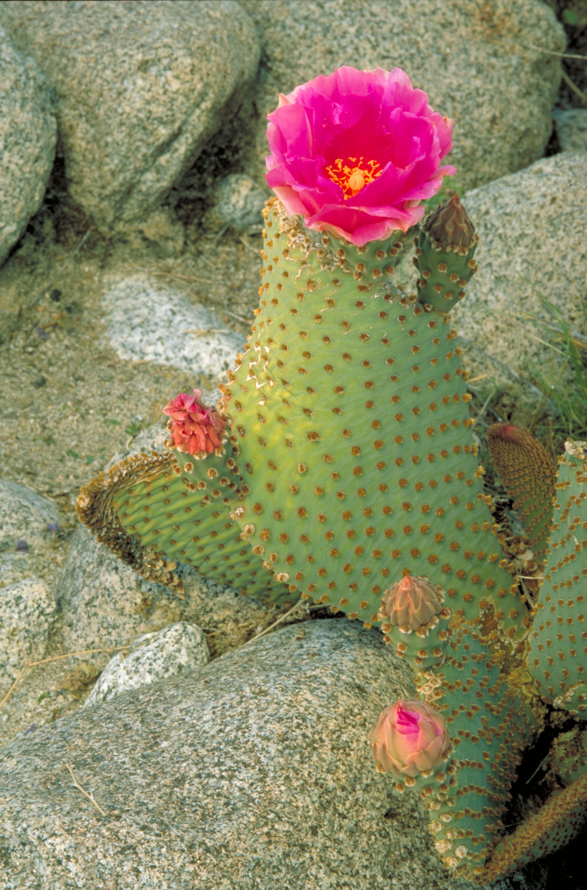 Image of Beavertail Cactus