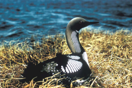 Image of loons