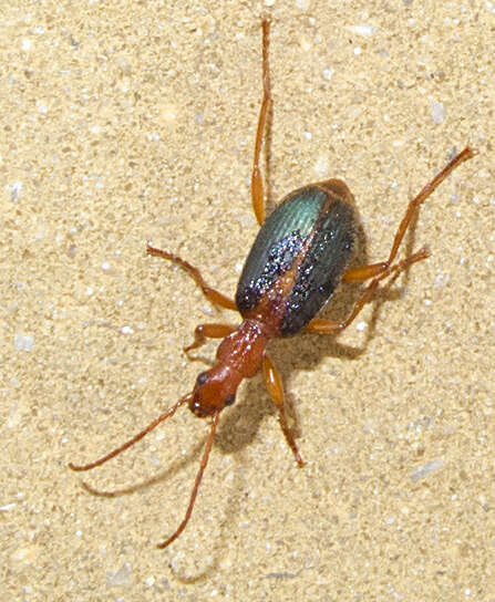 Image of Brachinus (Brachinus) alexandri F. Battoni 1984