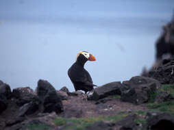 Image of Tufted Puffin